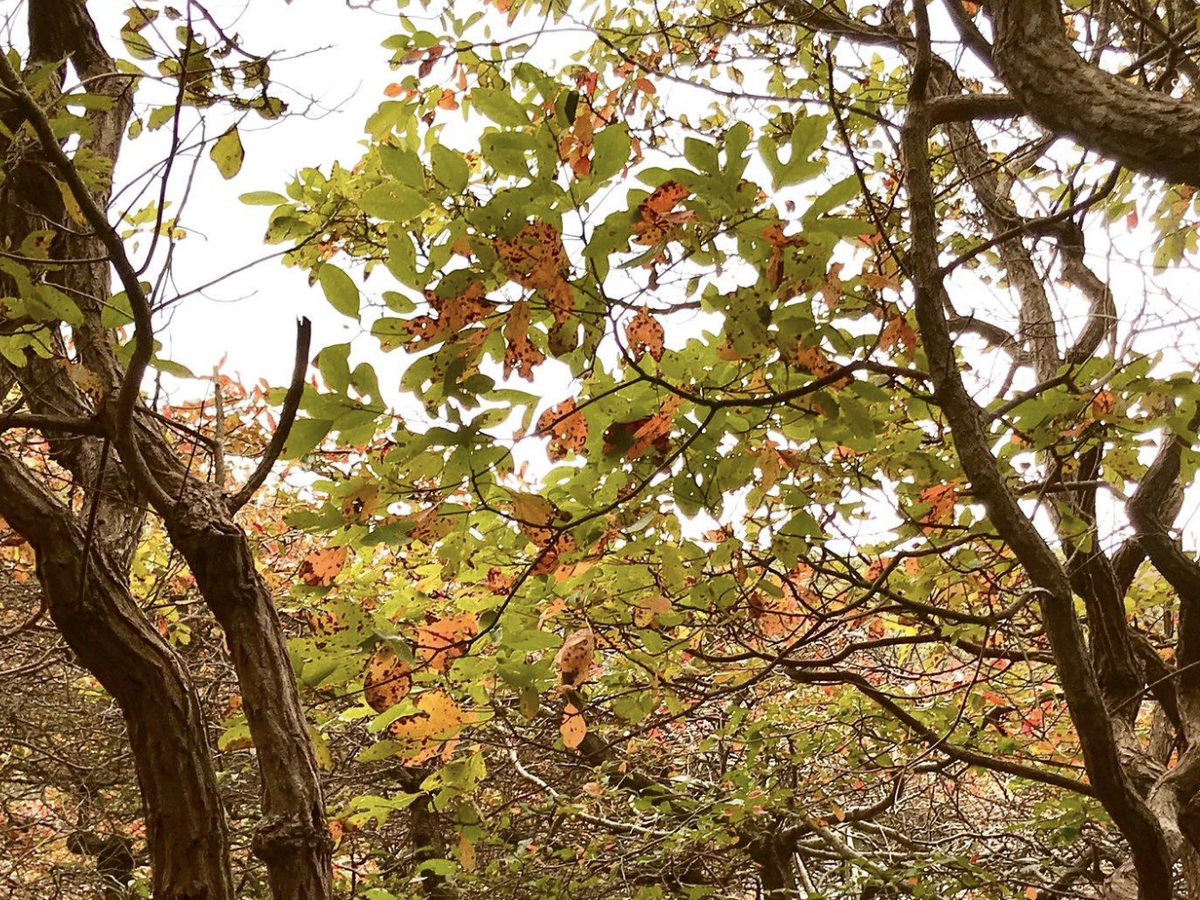Twisted tree trunks and branches frame a canopy of green and orange-speckled leaves, signaling the quiet shift from summer to fall.