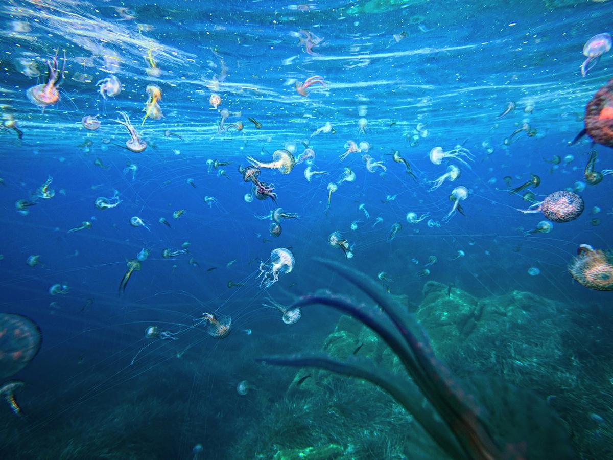 Underneath surface of ocean with jellyfish everywhere in molokai