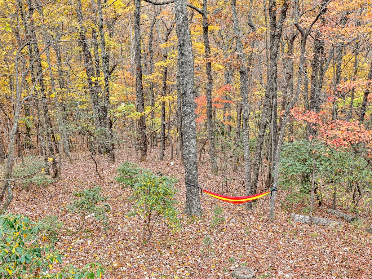 A colorful autumn forest with trees in shades of yellow, orange, and red, and a bright red-and-yellow hammock strung between two trunks above a ground covered in fallen leaves.