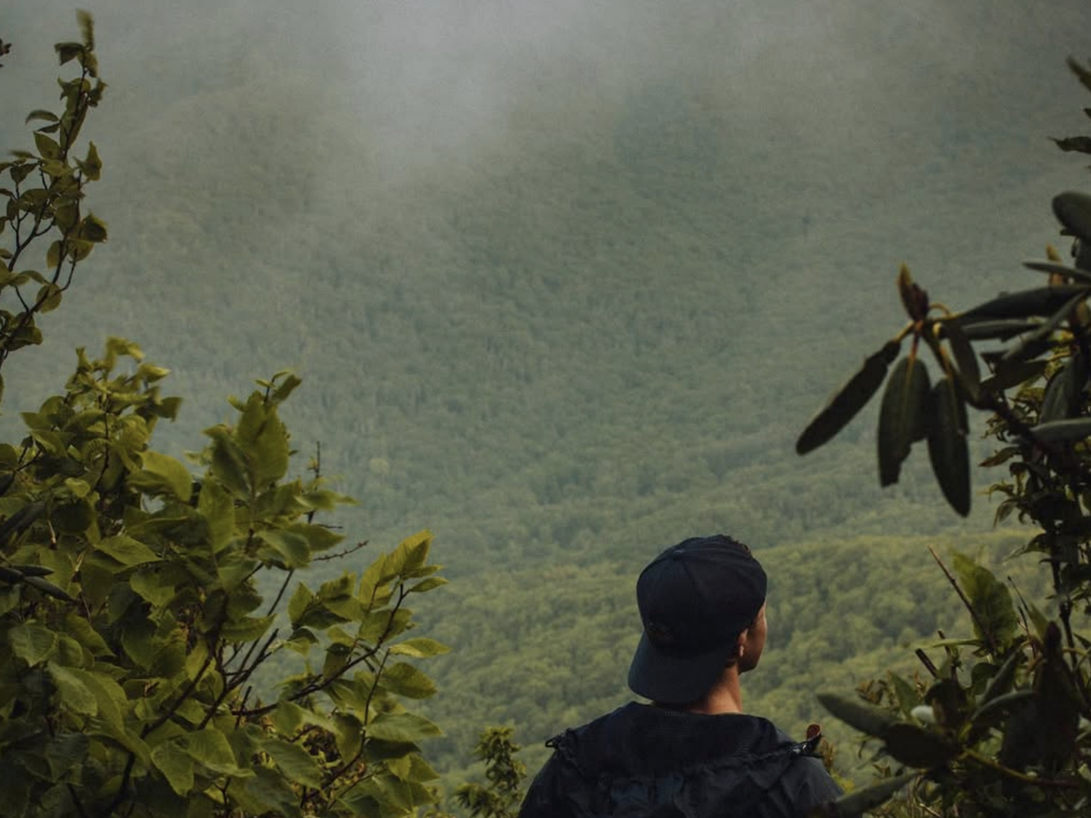 A person wearing a dark jacket and a black cap stands among lush green foliage, gazing at a mist-covered mountain landscape in the distance. The scene is framed by leaves and branches, creating a sense of immersion in nature. The mist adds a serene and mysterious atmosphere to the vast, forested terrain