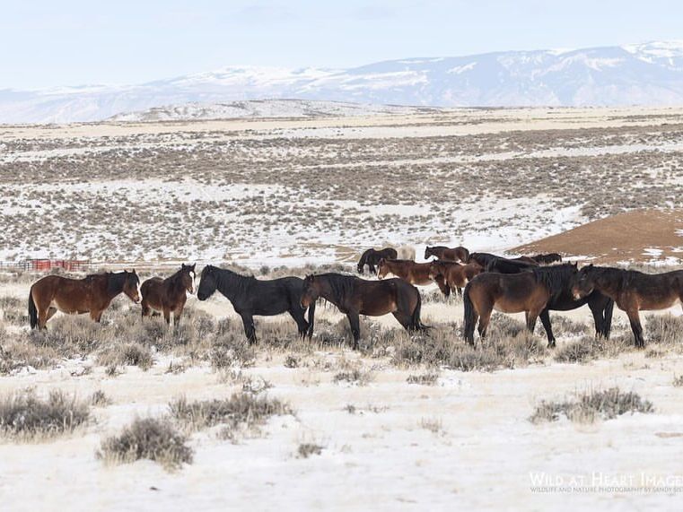 A herd of wild horses gathers in the snow-dusted plains of McCullough Peaks Wilderness. With the mountains in the background, this scene captures the rugged beauty and untamed spirit of Wyoming’s high desert.