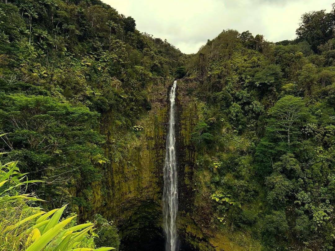 Akaka Falls cascades dramatically down a 442-foot cliff surrounded by lush green rainforest. The short hike through bamboo groves and tropical plants makes this one of the Big Island’s most breathtaking sights.