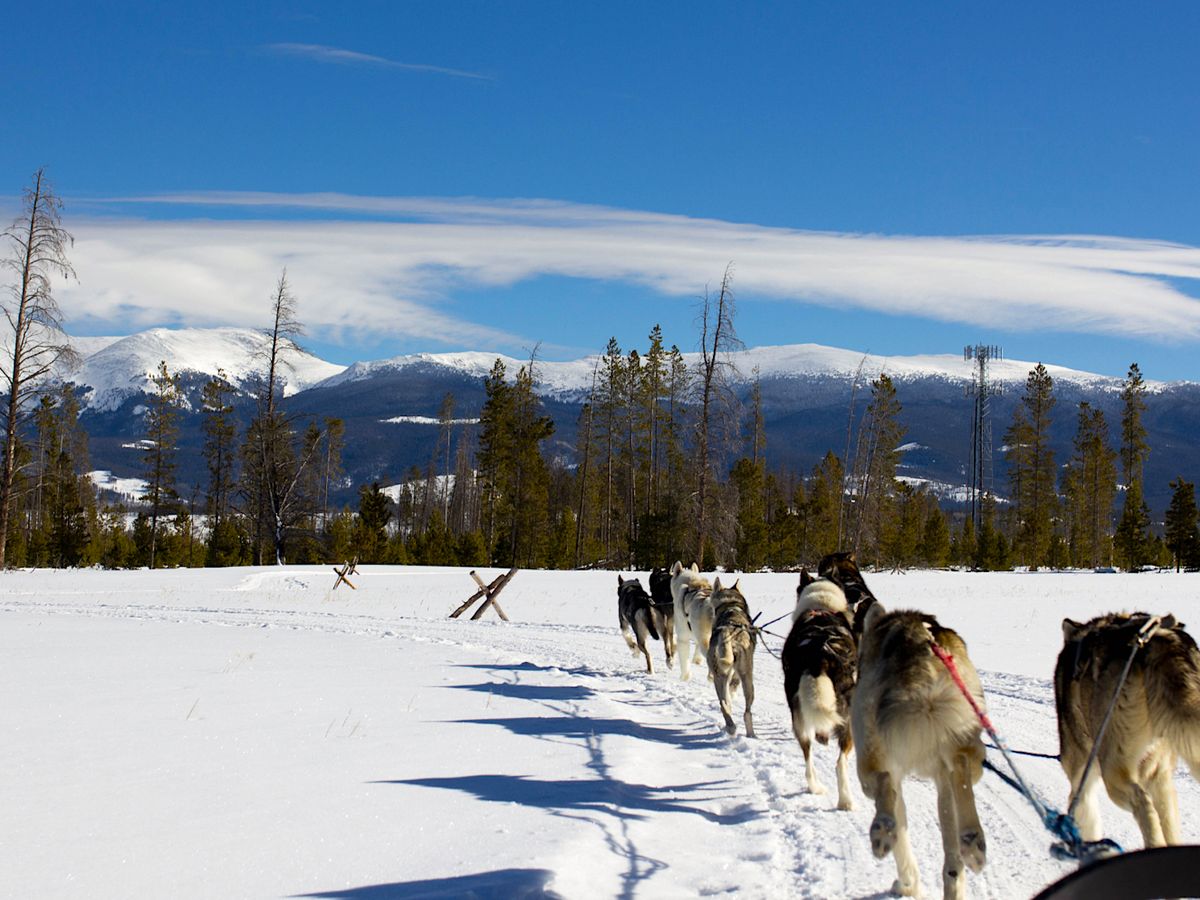 View of Colorado Mountains and Dog Sled Team From Sled