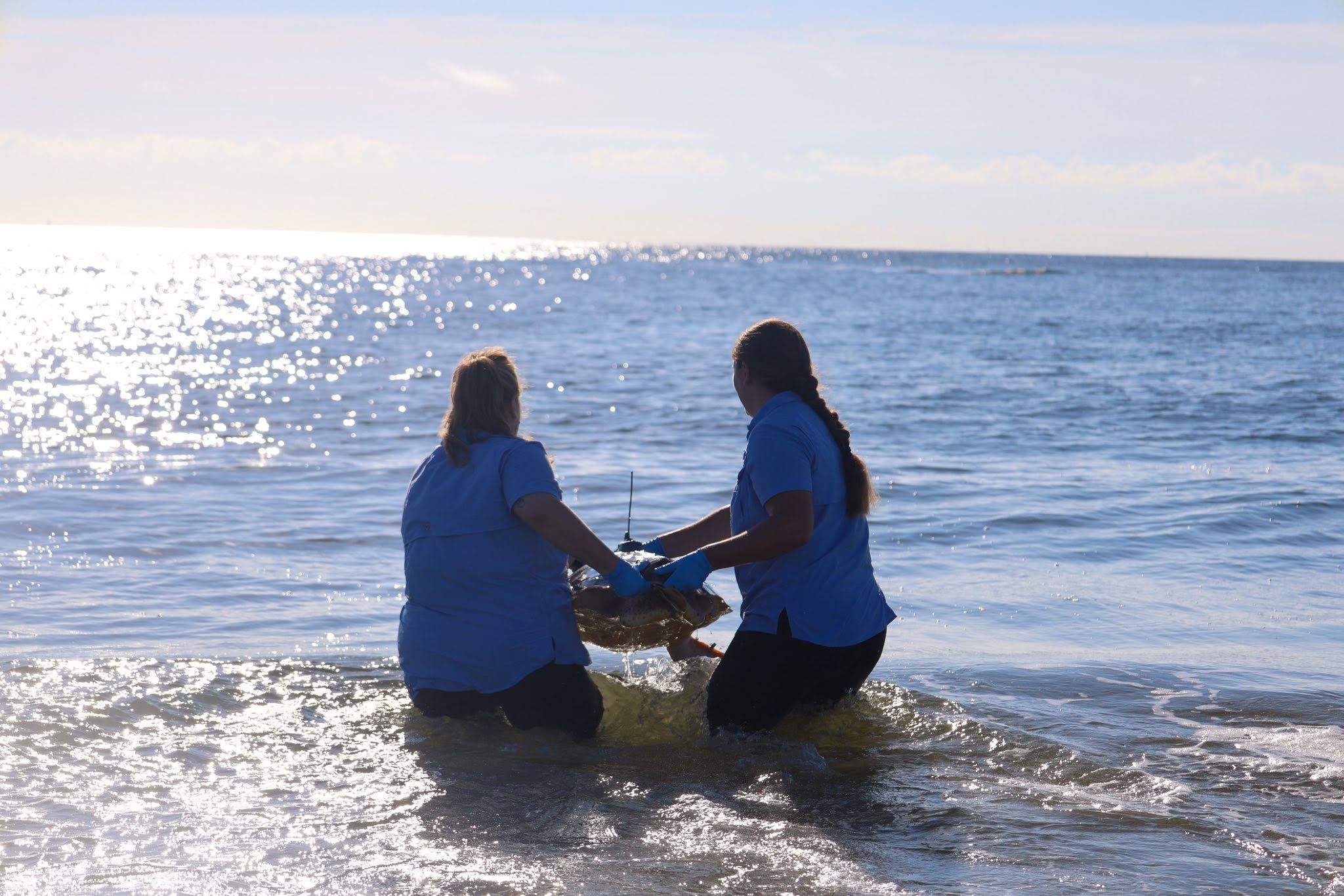 Two wildlife caretakers in blue shirts and protective gloves wade knee-deep into the sparkling ocean to release a sea turtle back into the wild. Sunlight glitters across the water beneath a bright, hazy sky. 