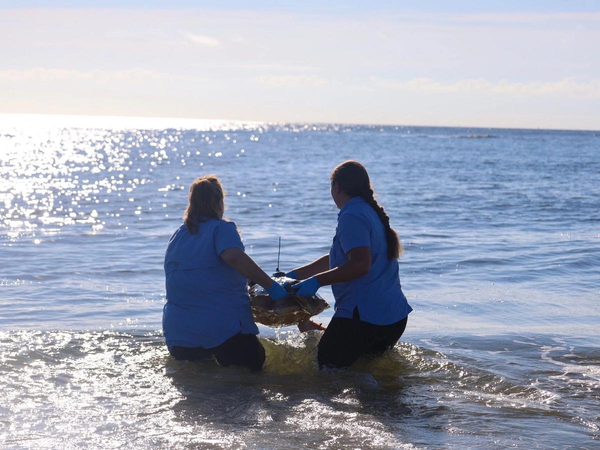 Two wildlife caretakers in blue shirts and protective gloves wade knee-deep into the sparkling ocean to release a sea turtle back into the wild. Sunlight glitters across the water beneath a bright, hazy sky.