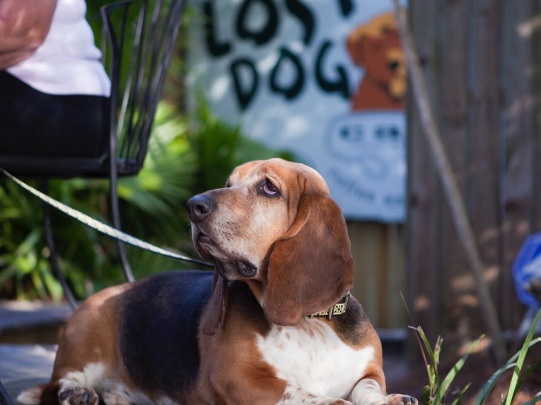 The Lost Dog Café in Folly Beach features a charming porch with dog bone railings and patriotic touches, making it a cozy and pet-friendly breakfast spot loved by locals and visitors.