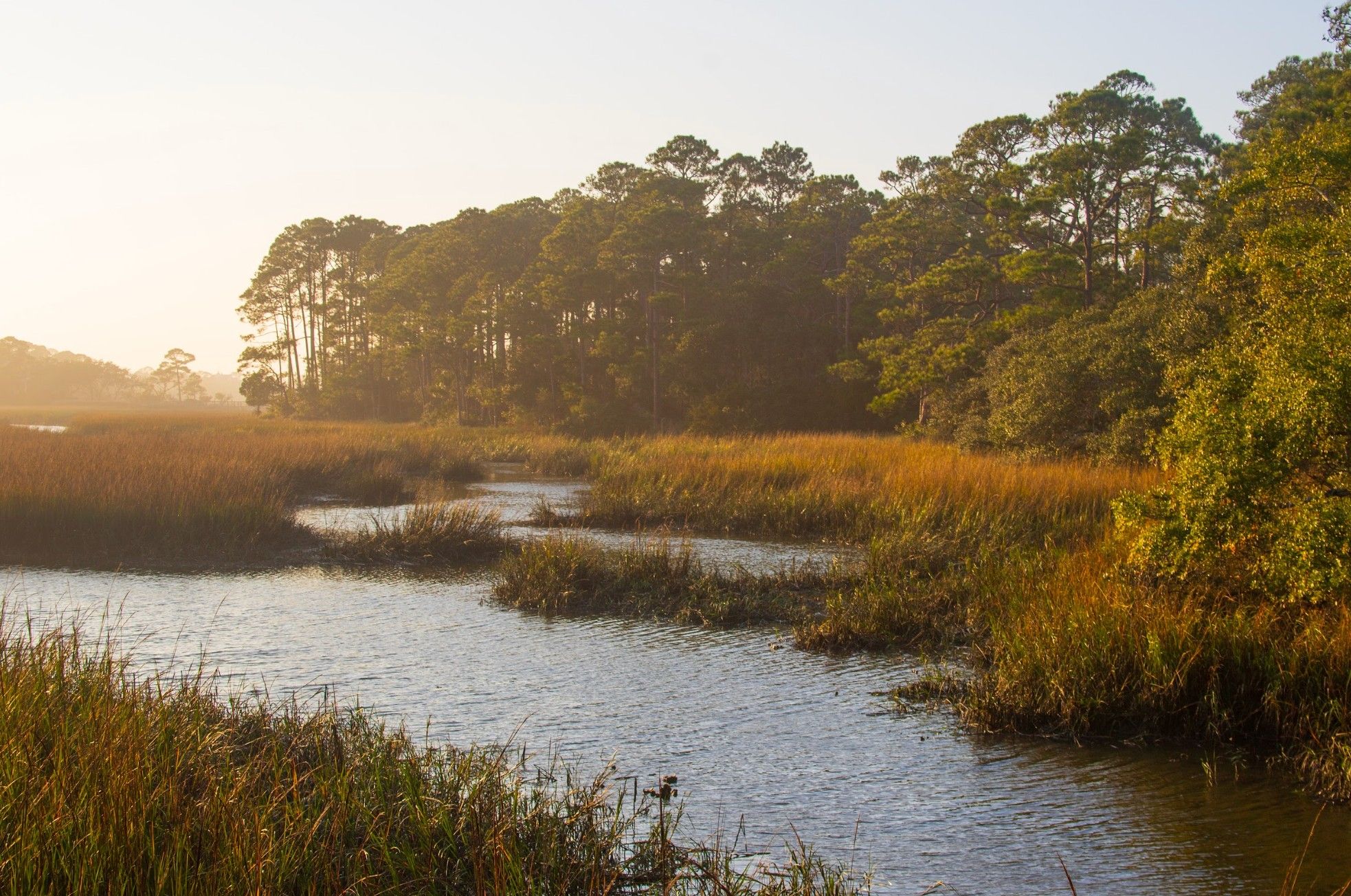 Golden marsh grasses sway beside calm coastal water under the soft glow of a warm sunset. Pine trees and lush greenery frame the background, giving the scene a peaceful, untouched feel. It’s a beautiful moment that shows the island’s natural charm.