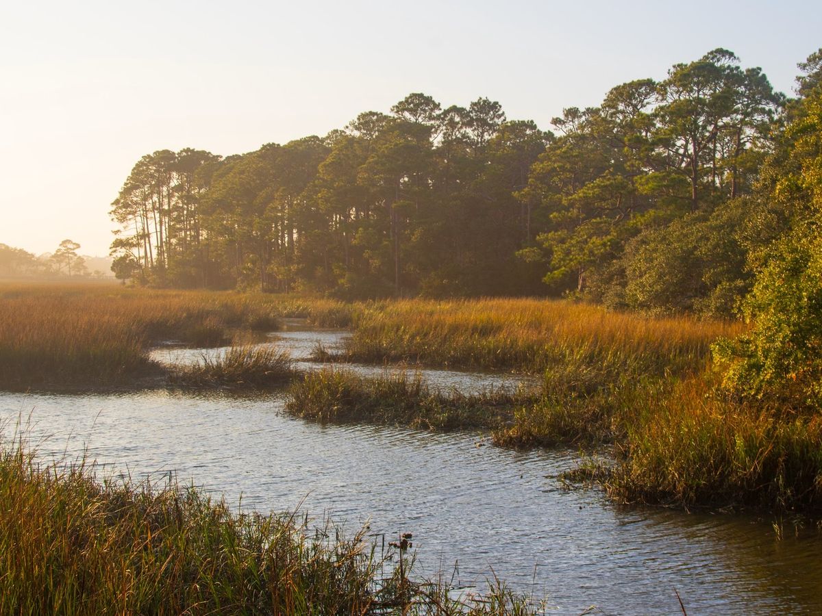 Golden marsh grasses sway beside calm coastal water under the soft glow of a warm sunset. Pine trees and lush greenery frame the background, giving the scene a peaceful, untouched feel. It’s a beautiful moment that shows the island’s natural charm.