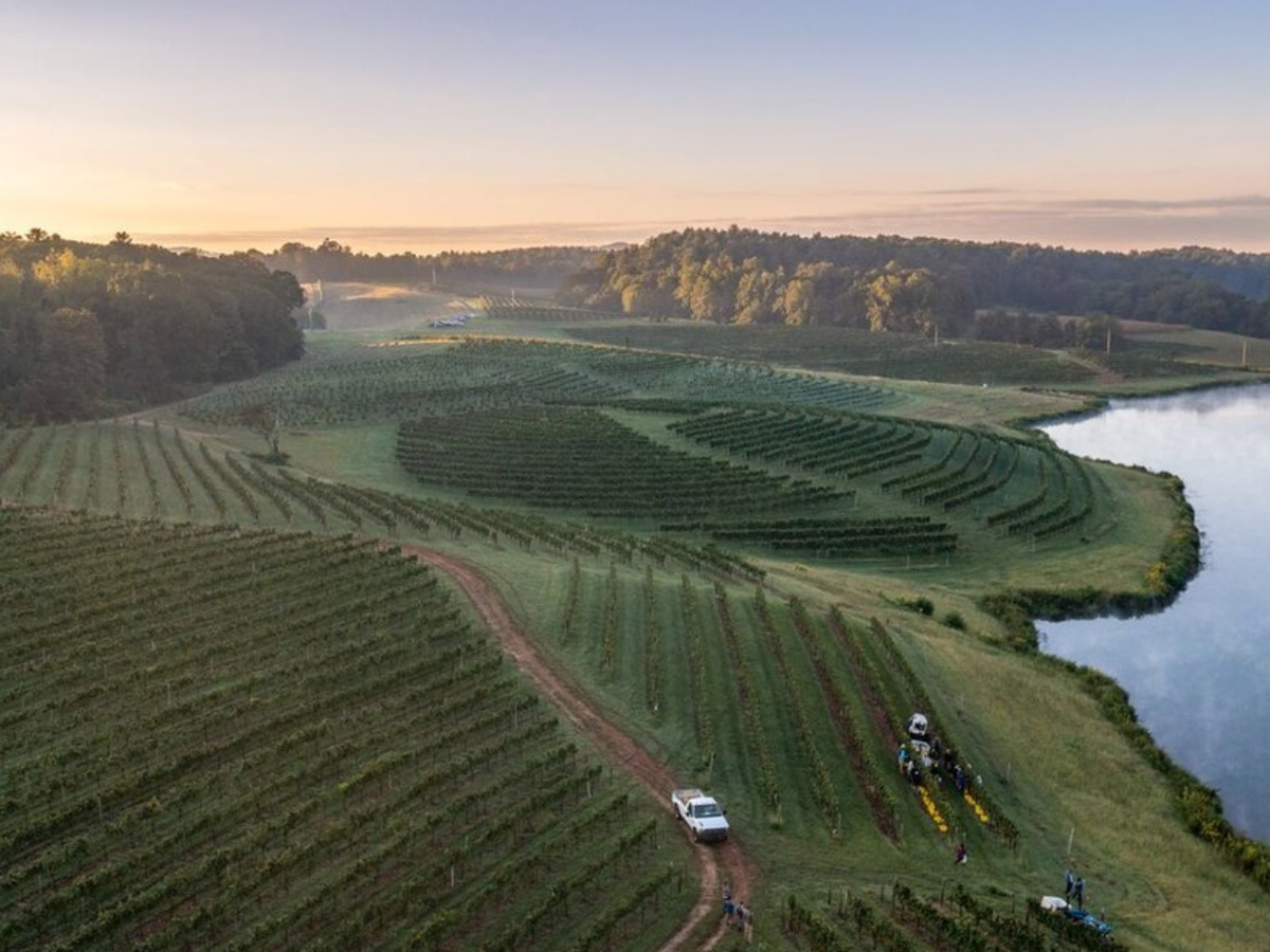 Aerial view of vineyard fields stretching across rolling hills at sunrise, with a dirt path, a few workers, and a calm river bordering the landscape