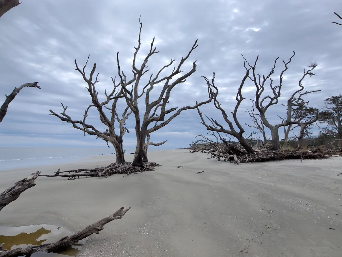 Unique and twisted trees on sandy beach with clouds overcast