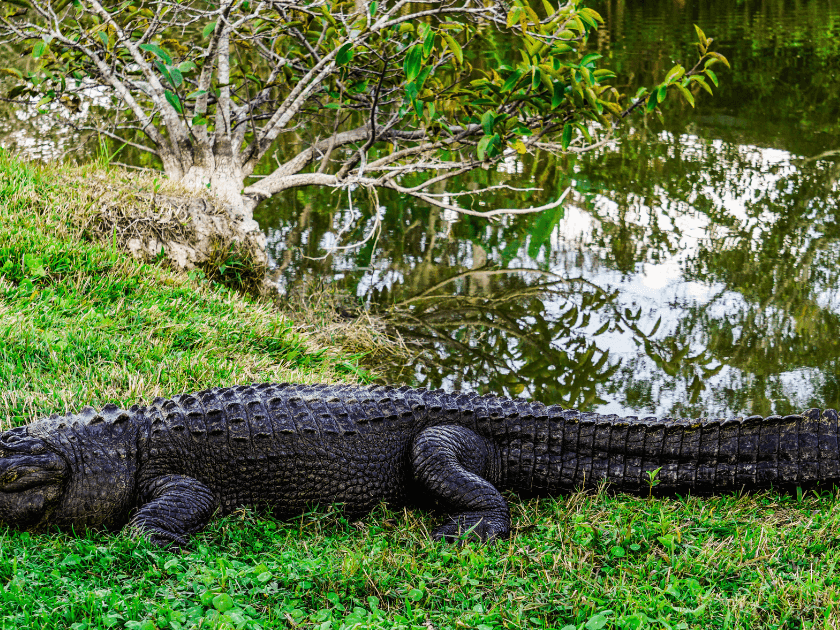 An American alligator rests quietly near a pond, blending into Kiawah Island’s wild side. Join a guided tour to learn about these ancient reptiles and the role they play in the island’s ecosystem.