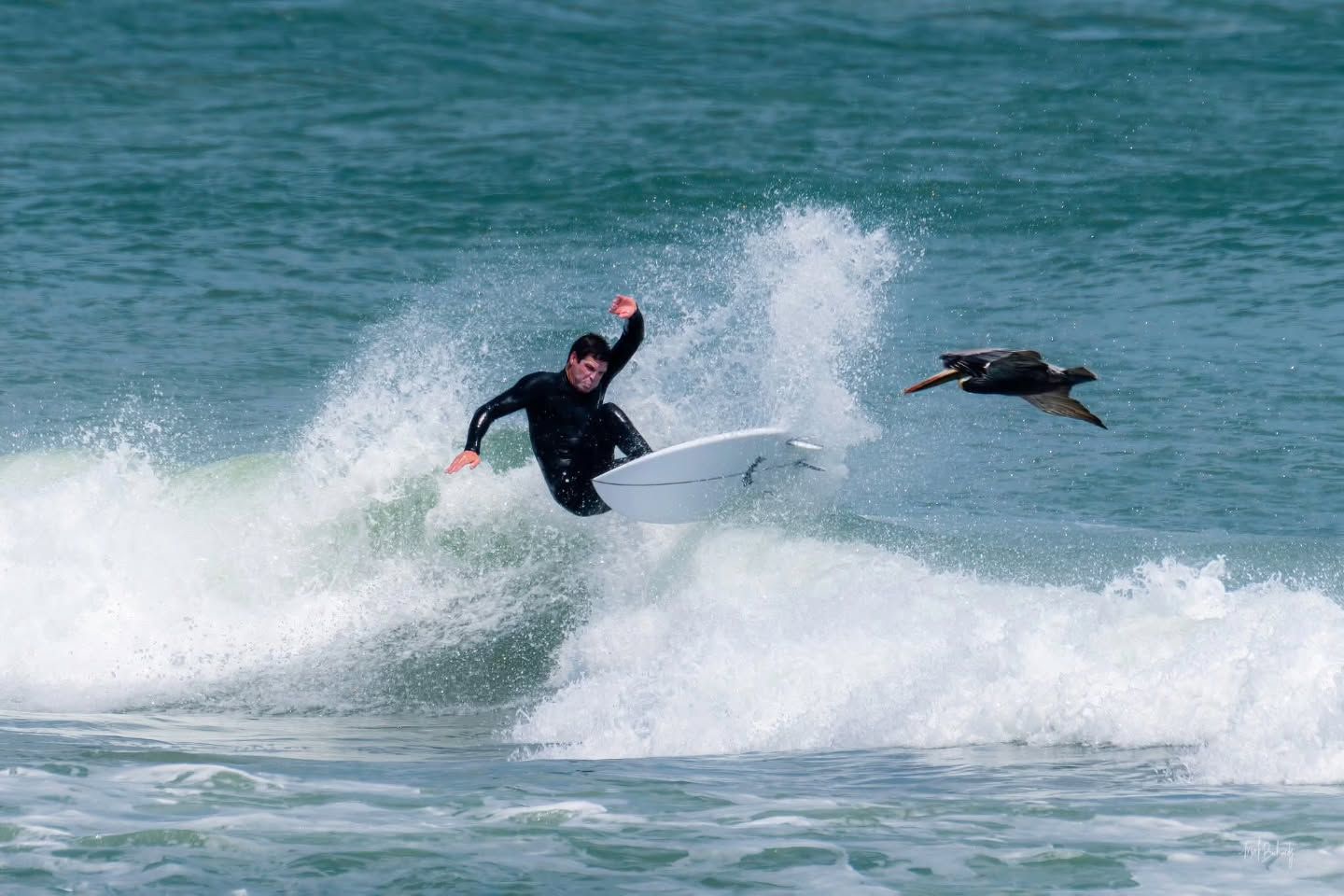 A surfer rides a breaking wave with power and balance as a bird glides past in the background. The scene captures the thrill of New Smyrna Beach’s surf culture and the beauty of the ocean in motion.