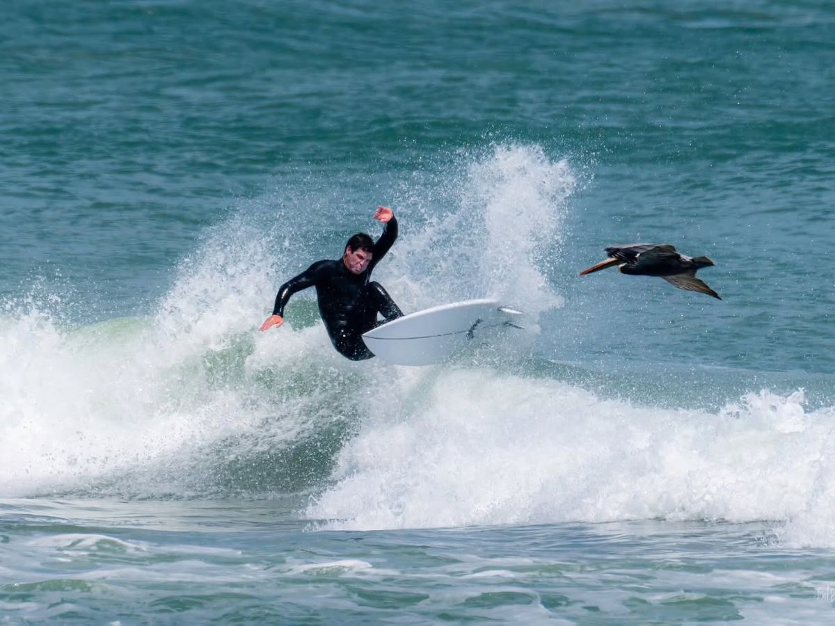 A surfer rides a breaking wave with power and balance as a bird glides past in the background. The scene captures the thrill of New Smyrna Beach’s surf culture and the beauty of the ocean in motion.