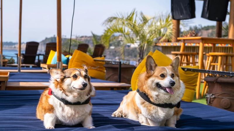 How to Have a Pet-Friendly Good Time in Folly Beach, SC