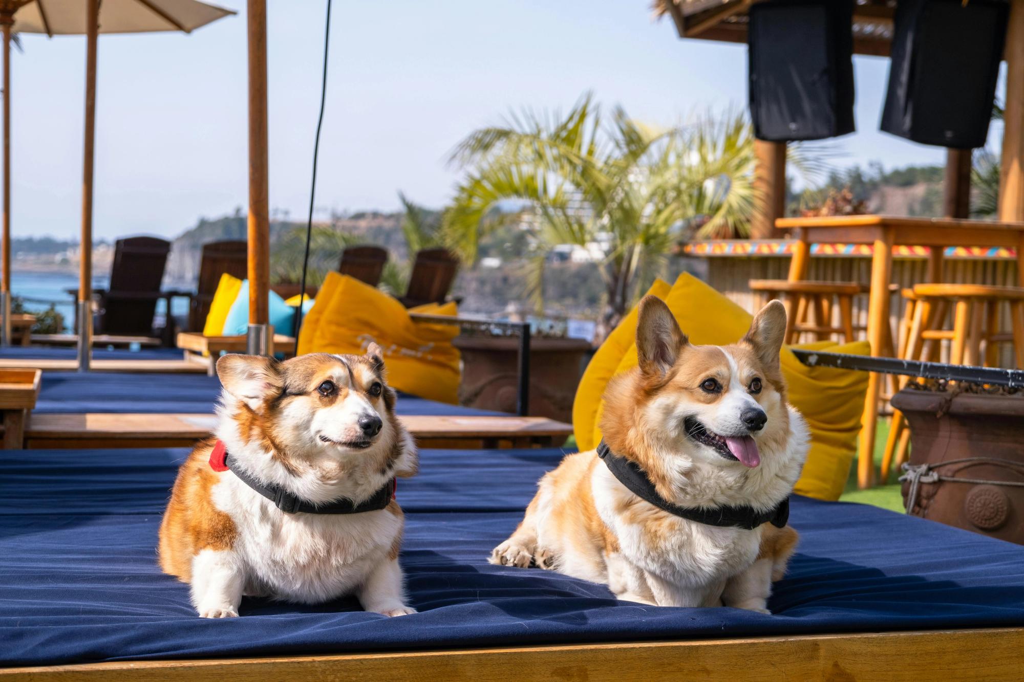 Two happy corgis lounge on a beachside daybed under the sun, surrounded by palm trees, bright yellow pillows, and ocean views—soaking up the good vibes at a dog-friendly coastal hangout.