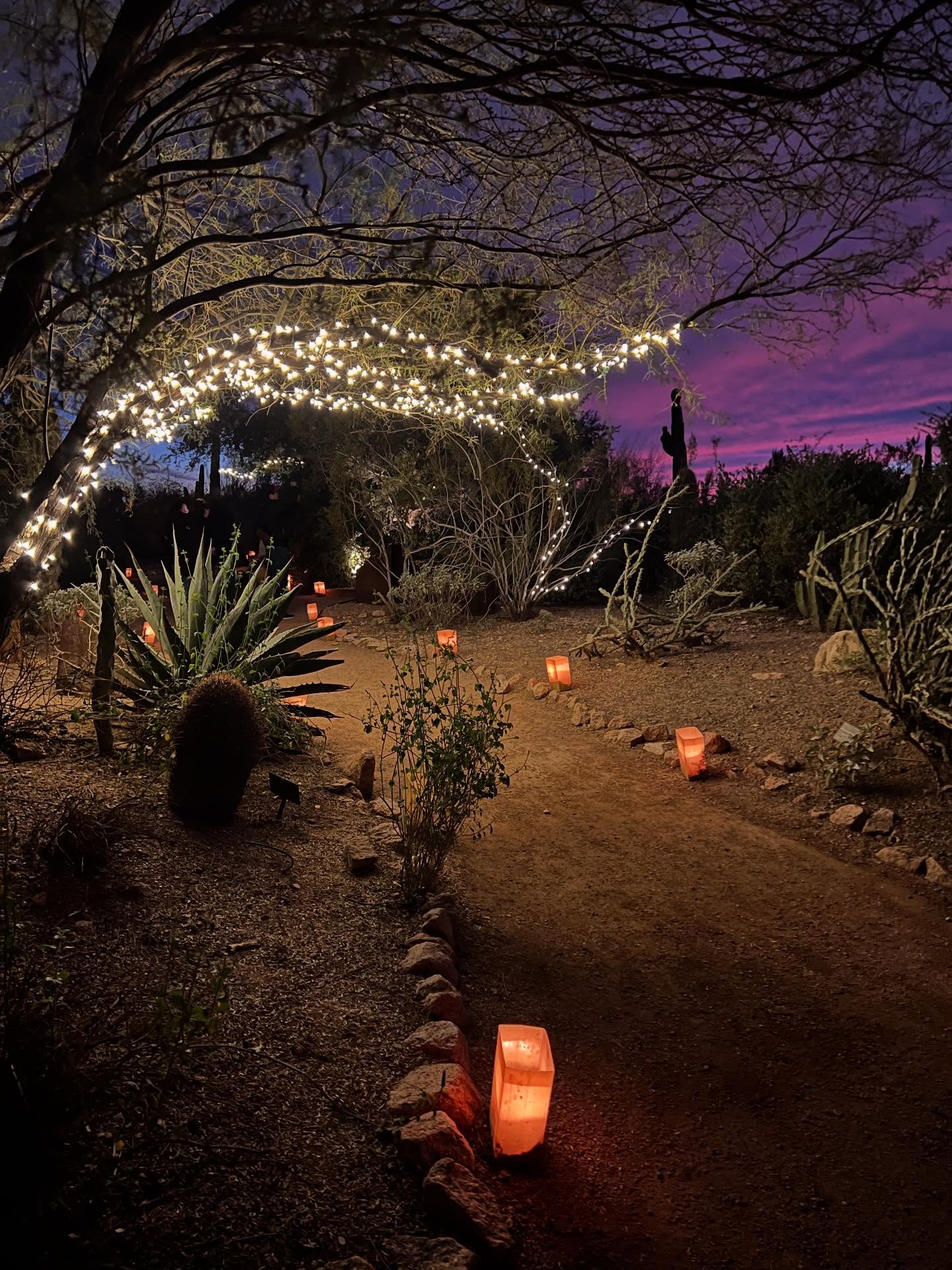 A desert garden path lit with soft lights at the Desert Botanical Garden in Phoenix. Visitors walk among native plants and cacti during evening events that highlight the beauty of the Sonoran Desert.