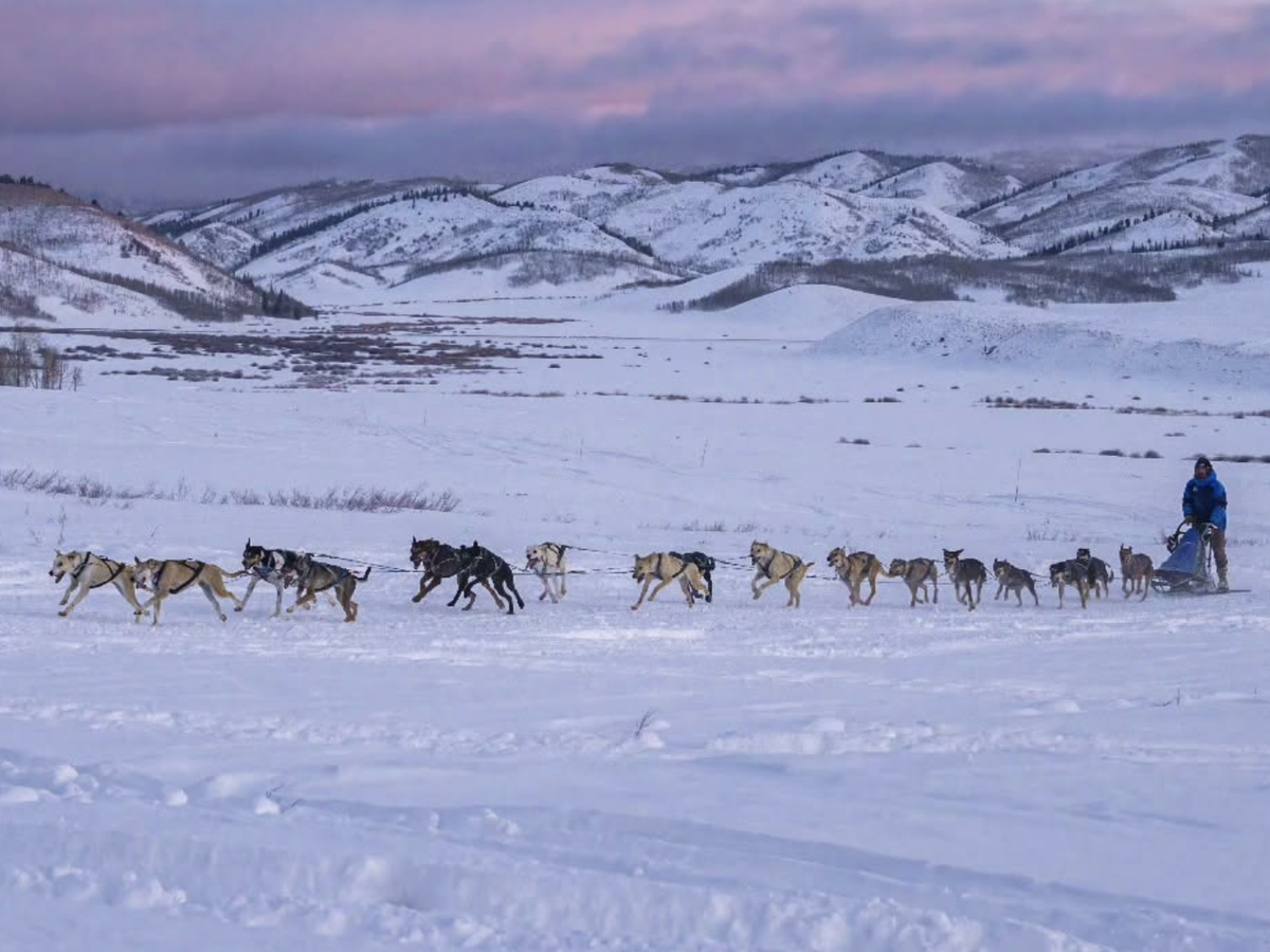 Dog sled team pulls a musher across a snowy landscape at sunset, with rolling snow-covered hills and purple-pink skies in the background.