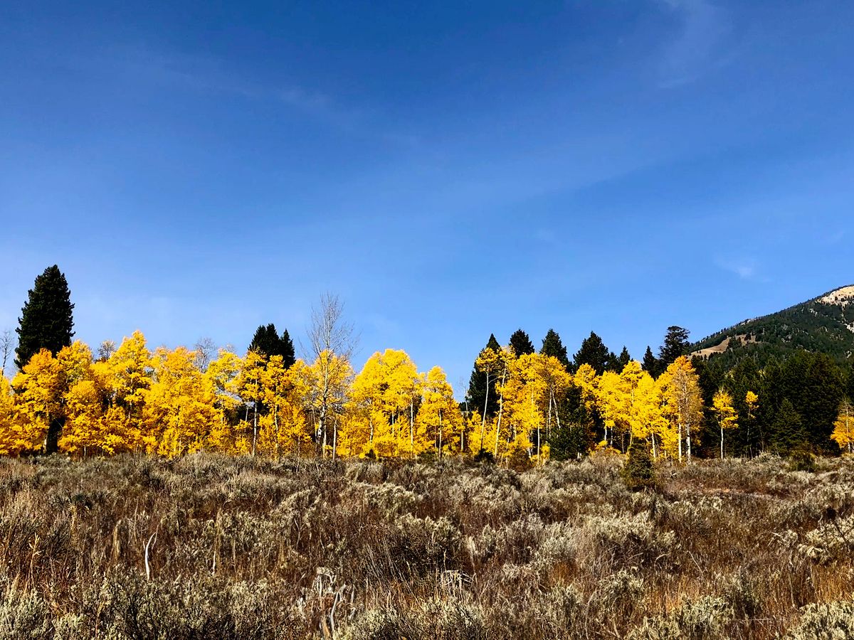 View of Yellow Aspen Trees on Reflector Loop Trail in Big Sky, MT