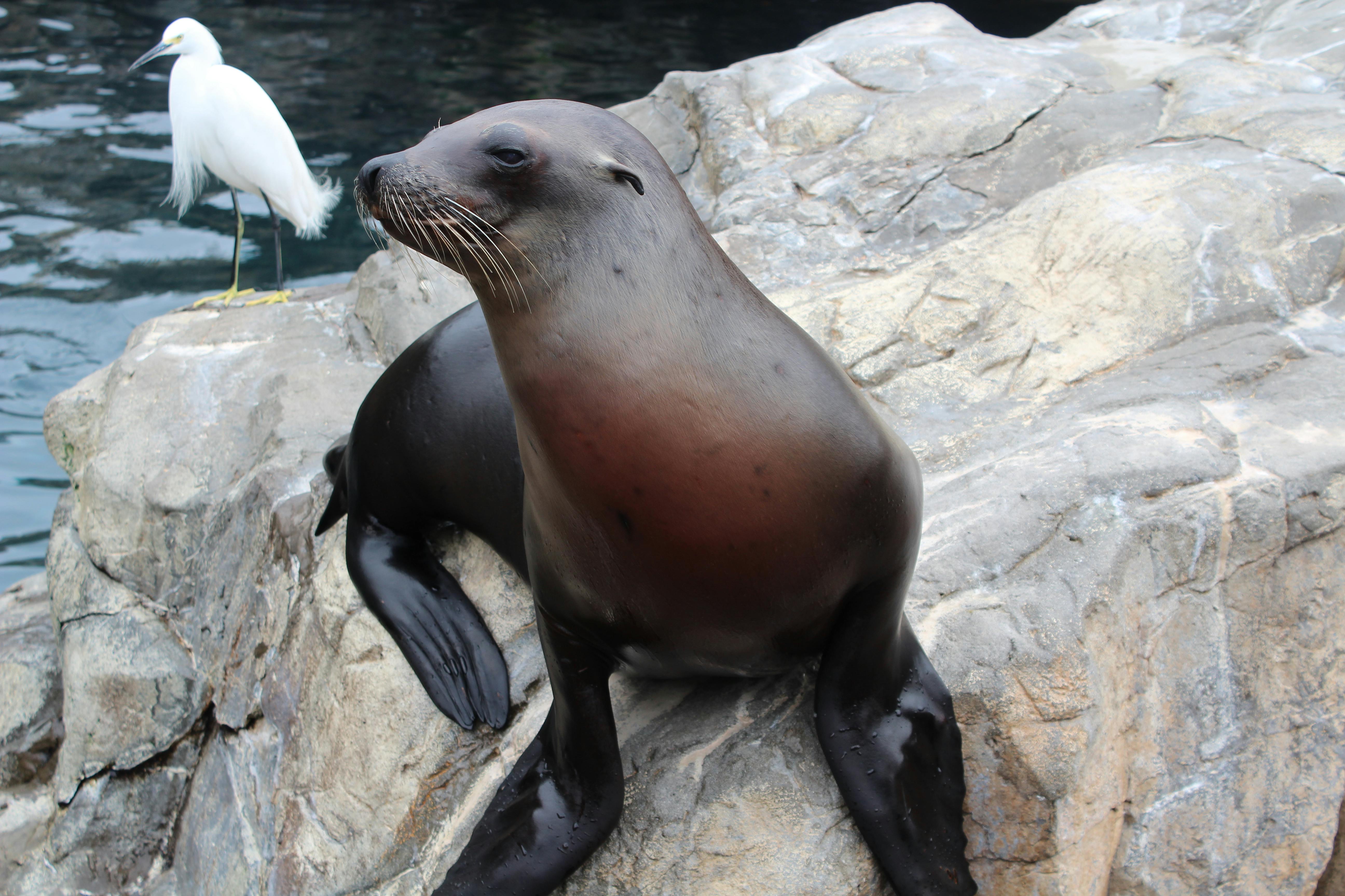 A sleek sea lion rests on rocky shores beside a white bird, surrounded by cool blue water. This peaceful moment showcases the incredible wildlife encounters you can experience along Melbourne Beach.