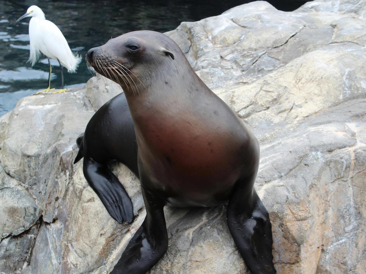 A sleek sea lion rests on rocky shores beside a white bird, surrounded by cool blue water. This peaceful moment showcases the incredible wildlife encounters you can experience along Melbourne Beach.