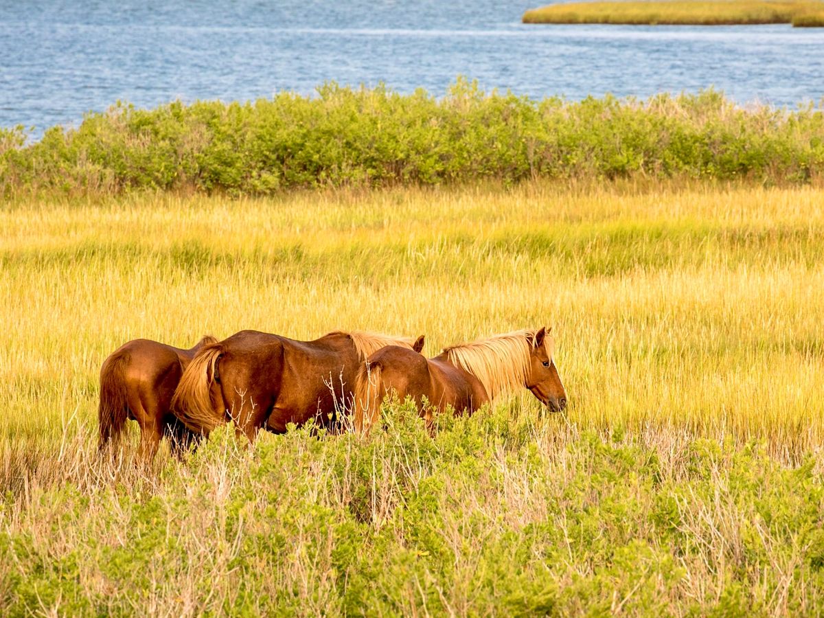 Chincoteague Island Wild Ponies Grazing in Grass By the Water