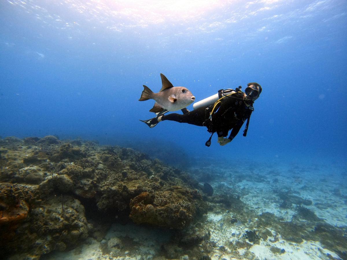 A scuba diver swims beside a large fish above a rocky reef in the clear blue waters off the San Diego coast. This underwater scene highlights the marine life and diving opportunities found near San Diego’s coastal reefs.