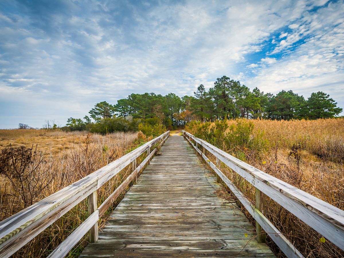 View of Wooden Path Through the Chincoteague Island Nature Trail