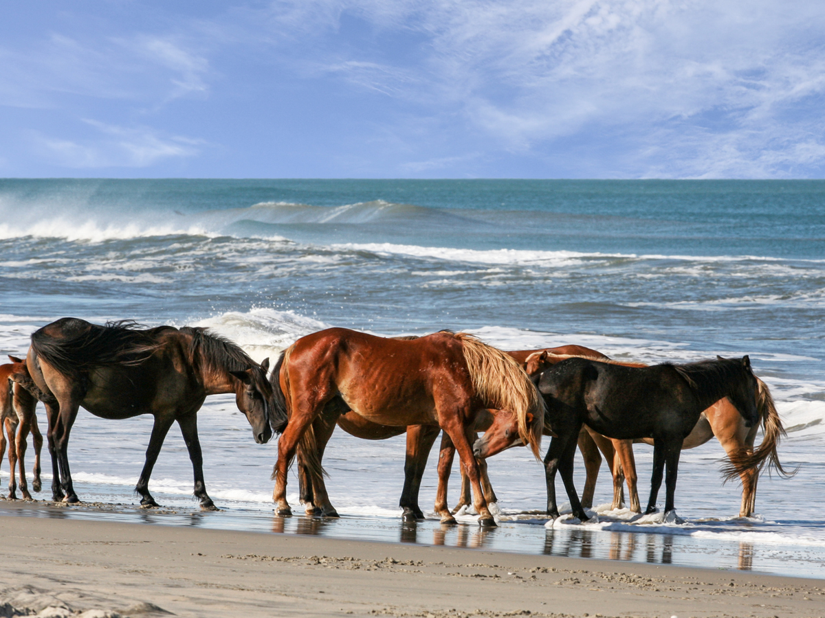 Wild Horses on Beach in Corolla - Outer Banks, NC