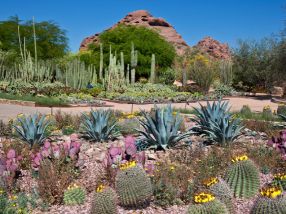 Desert Botanical Gardens Scottsdale, AZ