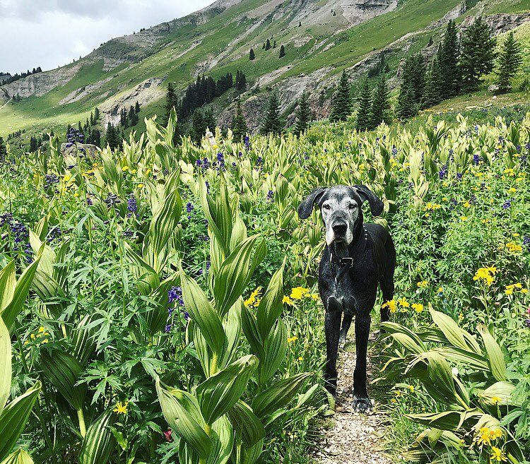 Expansive alpine meadows stretch toward rugged peaks streaked with snow and rock. The vast landscape shows the raw beauty of the San Juan Mountains under a soft summer sky.