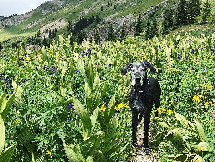 Expansive alpine meadows stretch toward rugged peaks streaked with snow and rock. The vast landscape shows the raw beauty of the San Juan Mountains under a soft summer sky.