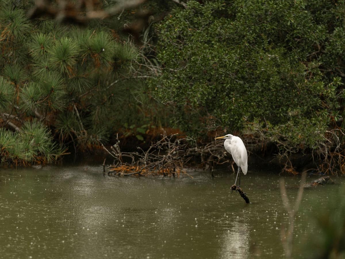 Great egret perched above a still marsh pond in Chincoteague National Wildlife Refuge, Virginia, surrounded by pine trees and dense wetlands