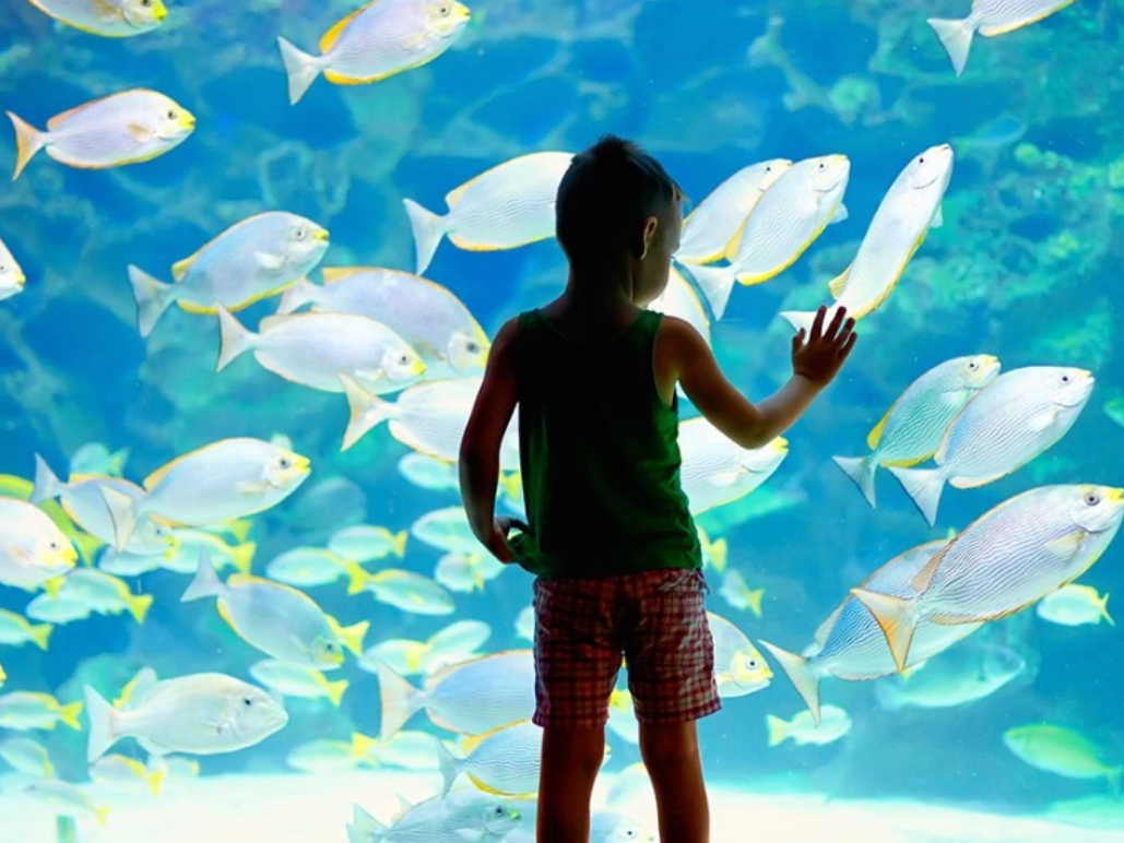 A child stands at an aquarium window, reaching out toward a shimmering school of fish swimming by.