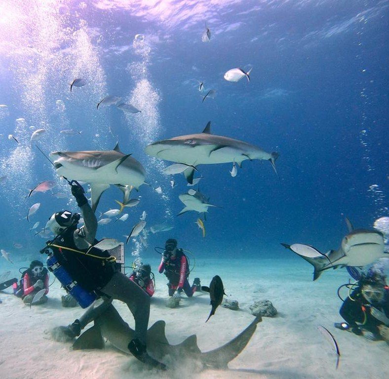 Scuba divers swimming alongside sharks and tropical fish in clear Bahamian waters. This underwater scene highlights why The Bahamas is famous for world-class diving experiences. Perfect for thrill-seekers and ocean lovers.