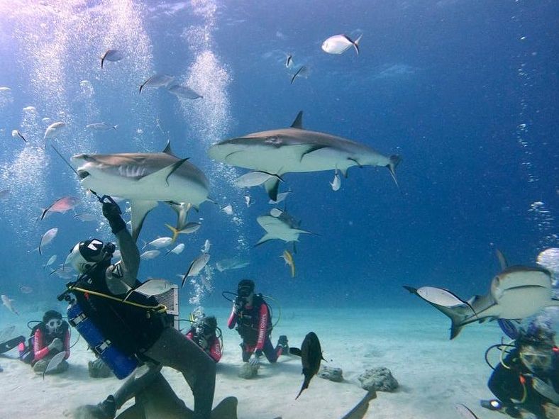 Scuba divers swimming alongside sharks and tropical fish in clear Bahamian waters. This underwater scene highlights why The Bahamas is famous for world-class diving experiences. Perfect for thrill-seekers and ocean lovers.