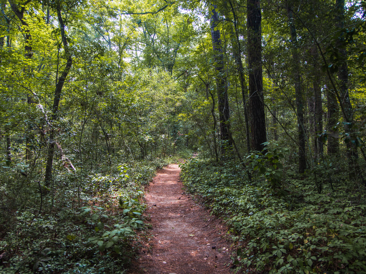 View of path in Myrtle Beach State Park