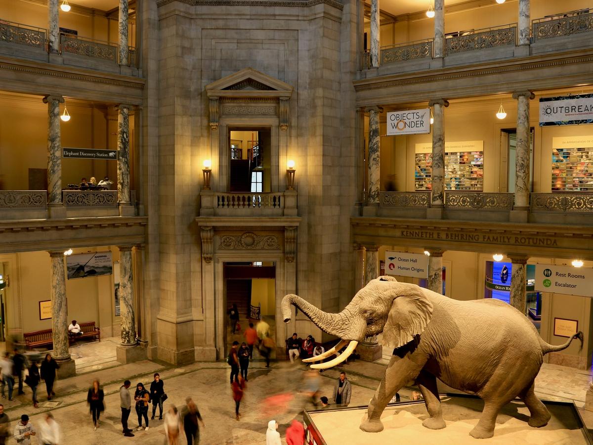 Elephant statue and interior of National Museum of Natural History Museum in Washington DC