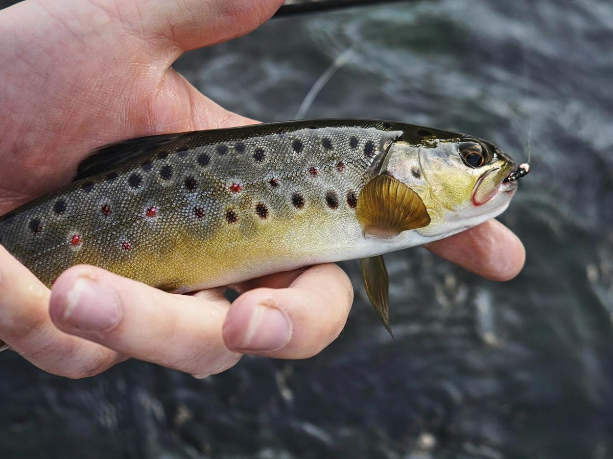 Spotted trout with hook in its mouth and hand holding it