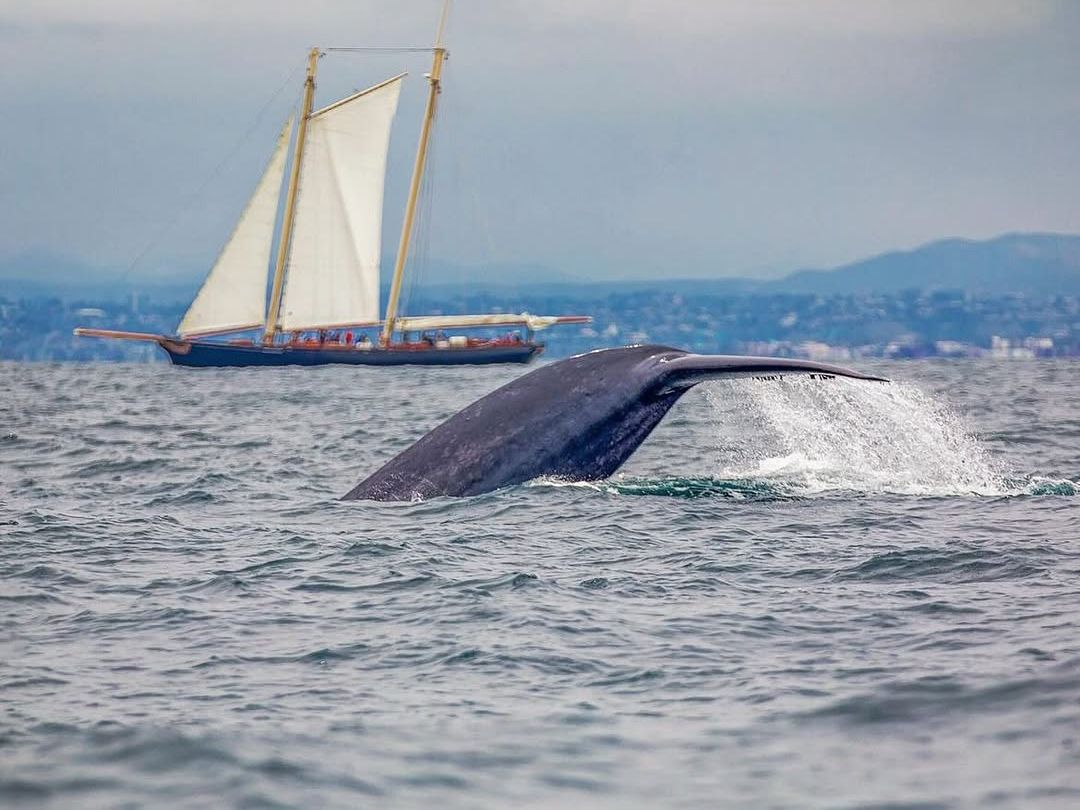 A whale’s massive tail splashes the surface as a sailboat glides in the background off San Diego’s coast. Whale watching here offers breathtaking views of marine life and the open ocean.