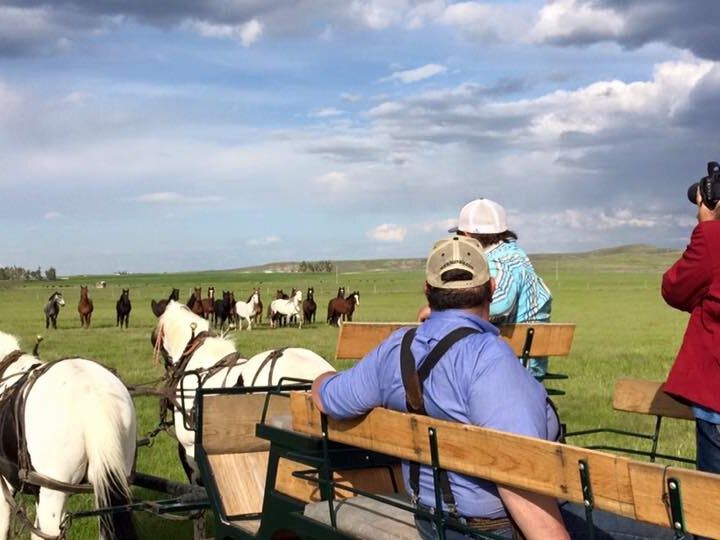 Visitors ride in a horse-drawn wagon at the Wind River Wild Horse Sanctuary, watching herds of wild horses roam across wide open Wyoming plains. This sanctuary experience connects guests to the spirit of the West.