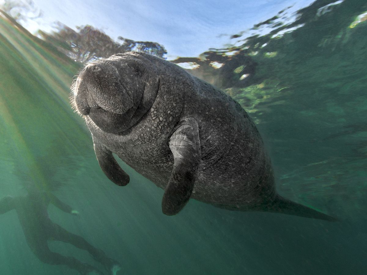 Manatee and snorkeler in Crystal River near Anna Maria Island Florida