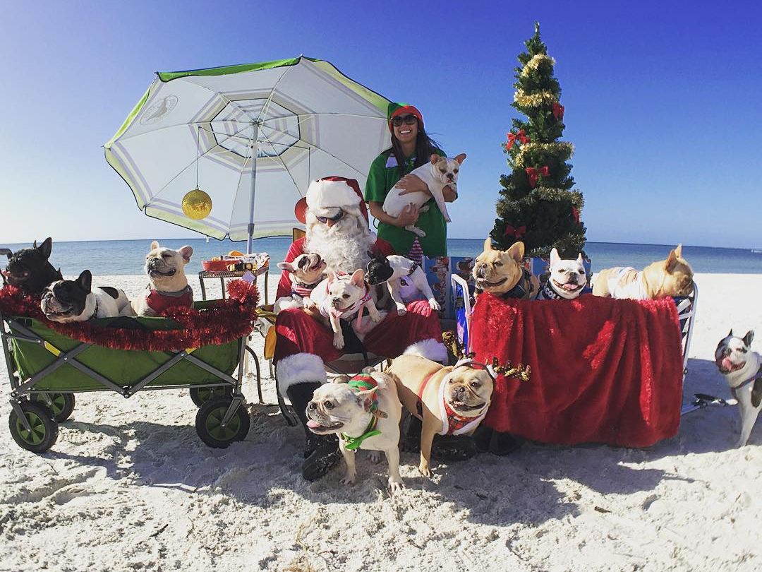 Santa’s Beach Bash brings holiday fun to the sand with festive costumes, decorated wagons, and dogs dressed for Christmas. This beachside celebration blends sunshine and holiday spirit, making it a unique Christmas event along the Florida coast.