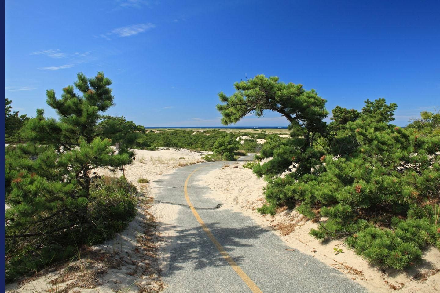 A narrow sandy path winds between green shrubs and dunes toward the ocean. The sky is bright blue, giving the whole scene a clean and open feel. It looks like a quiet trail perfect for a slow walk in Provincetown.