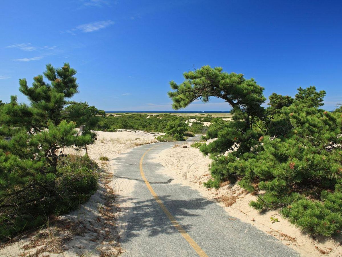 A narrow sandy path winds between green shrubs and dunes toward the ocean. The sky is bright blue, giving the whole scene a clean and open feel. It looks like a quiet trail perfect for a slow walk in Provincetown.
