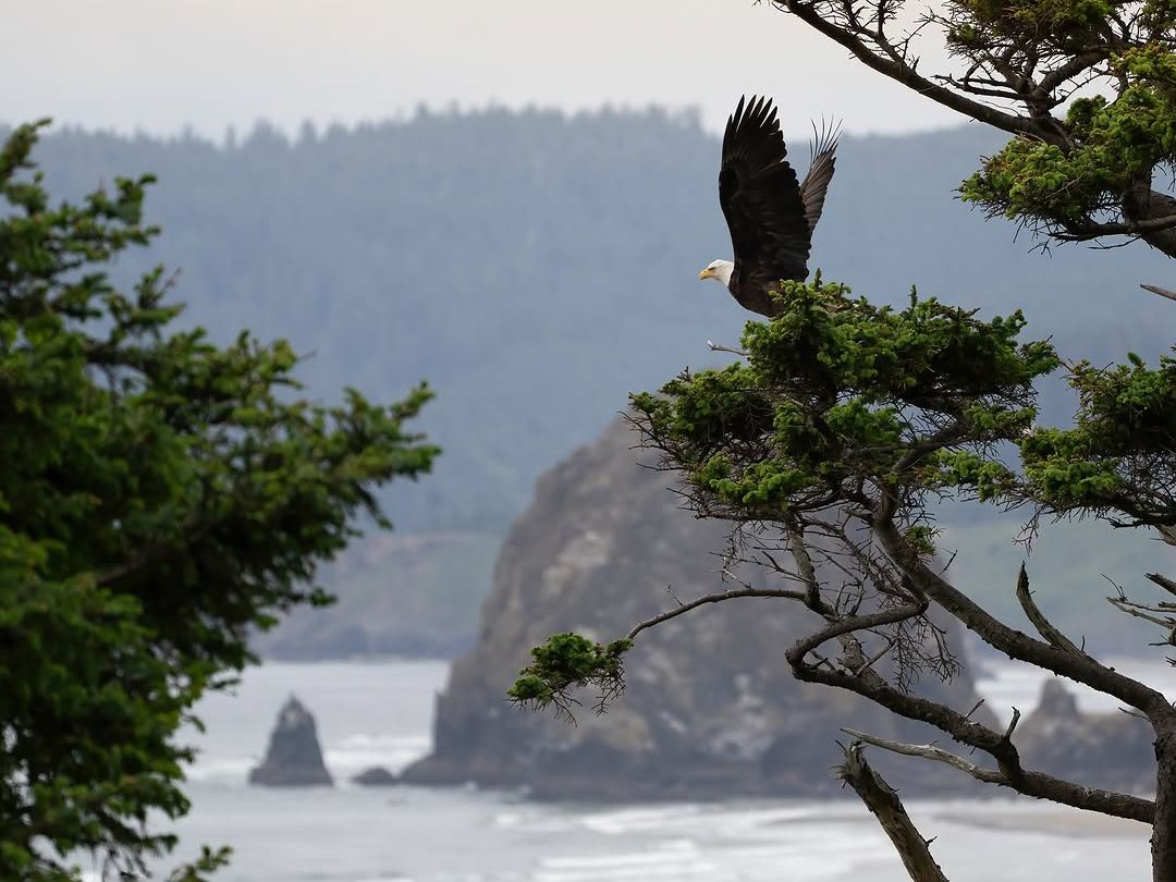 A bald eagle perched on a windswept tree overlooking Cannon Beach’s dramatic coastal rock formations. This peaceful scene highlights the natural beauty and wildlife you can experience while exploring iconic coastal landmarks.