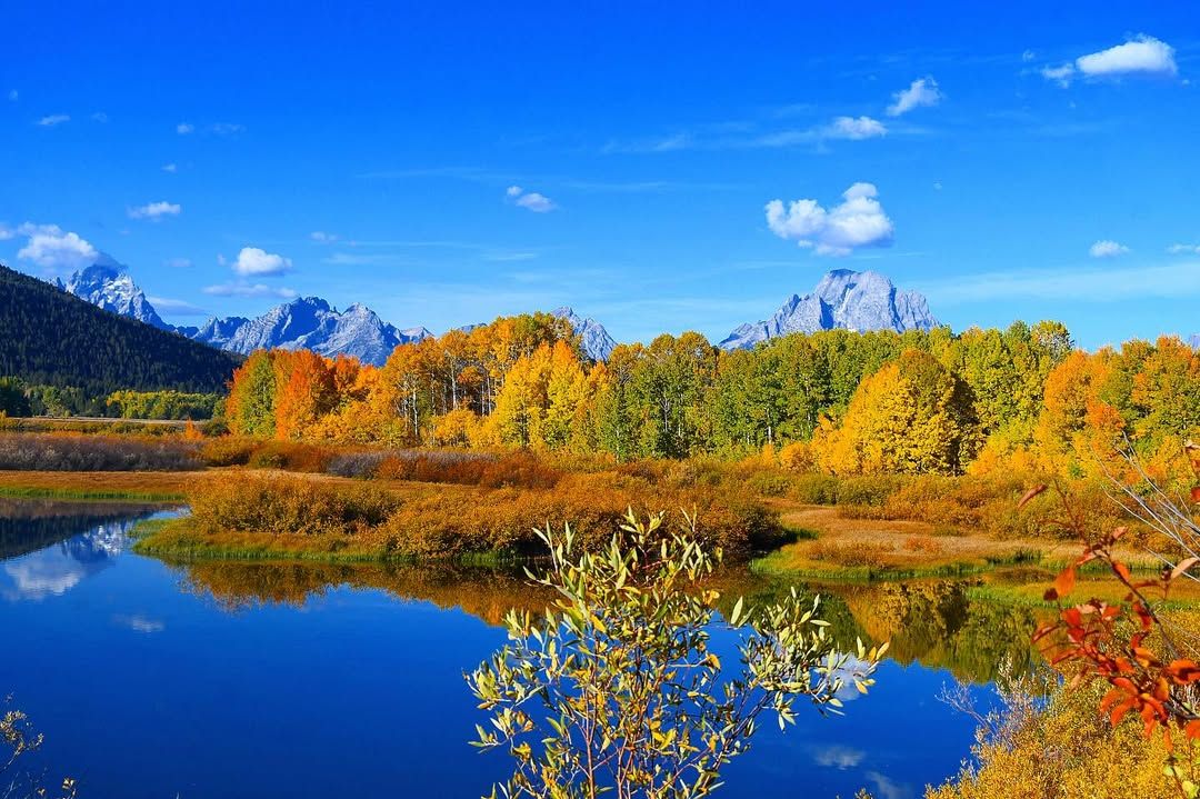 Bright golden trees line the calm waters of Oxbow Bend, with the Grand Teton mountains rising in the background under a clear blue sky. This peaceful fall scene is one of the most popular photo spots in Grand Teton National Park, known for its stunning reflections and colorful autumn views.