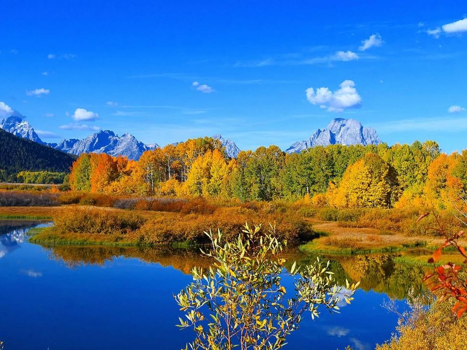 Bright golden trees line the calm waters of Oxbow Bend, with the Grand Teton mountains rising in the background under a clear blue sky. This peaceful fall scene is one of the most popular photo spots in Grand Teton National Park, known for its stunning reflections and colorful autumn views.