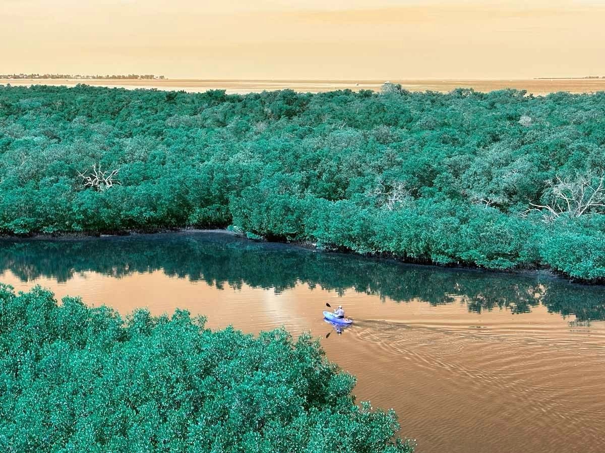 A kayaker glides through quiet mangrove trails near Anna Maria Island on a Florida Blue Adventures eco-tour.