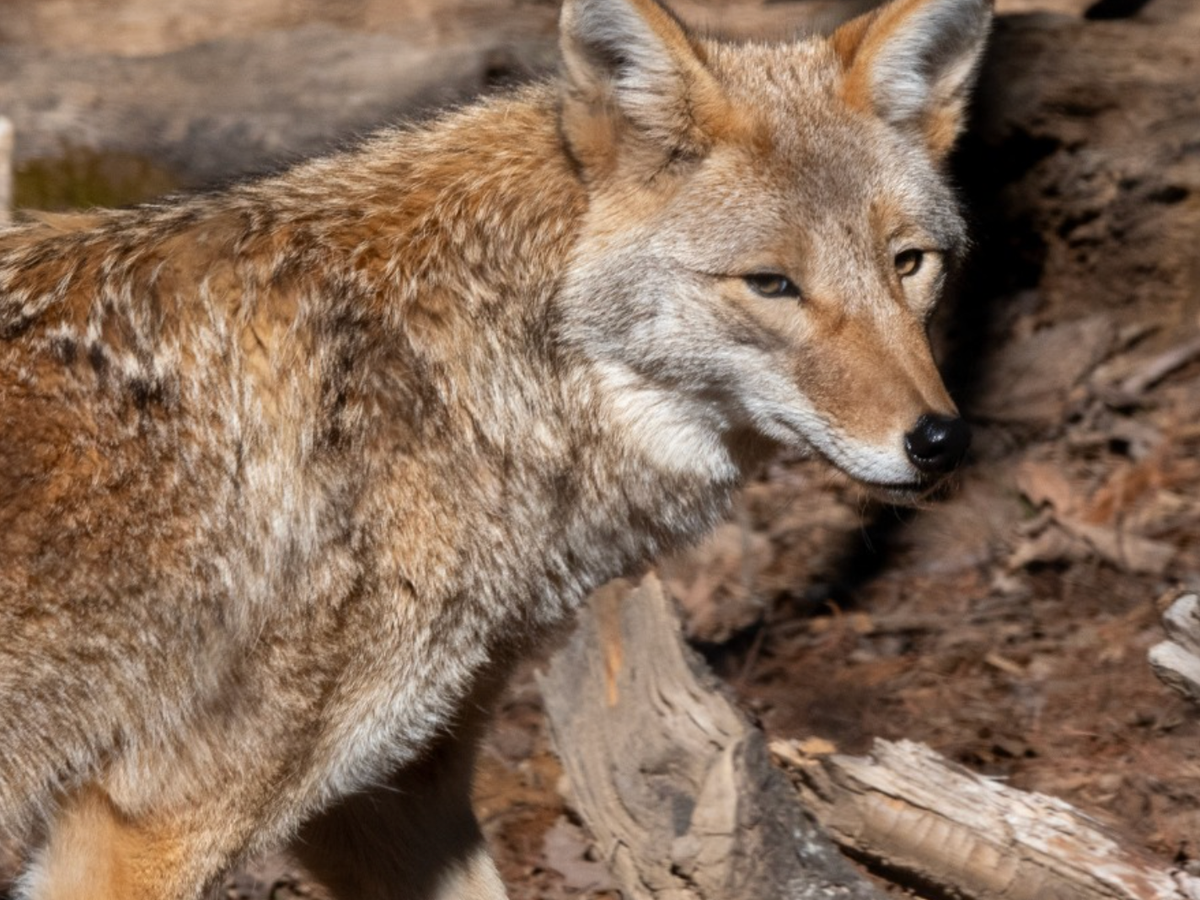 A coyote with golden-brown fur walks alertly through a forest floor scattered with dry leaves and fallen branches.