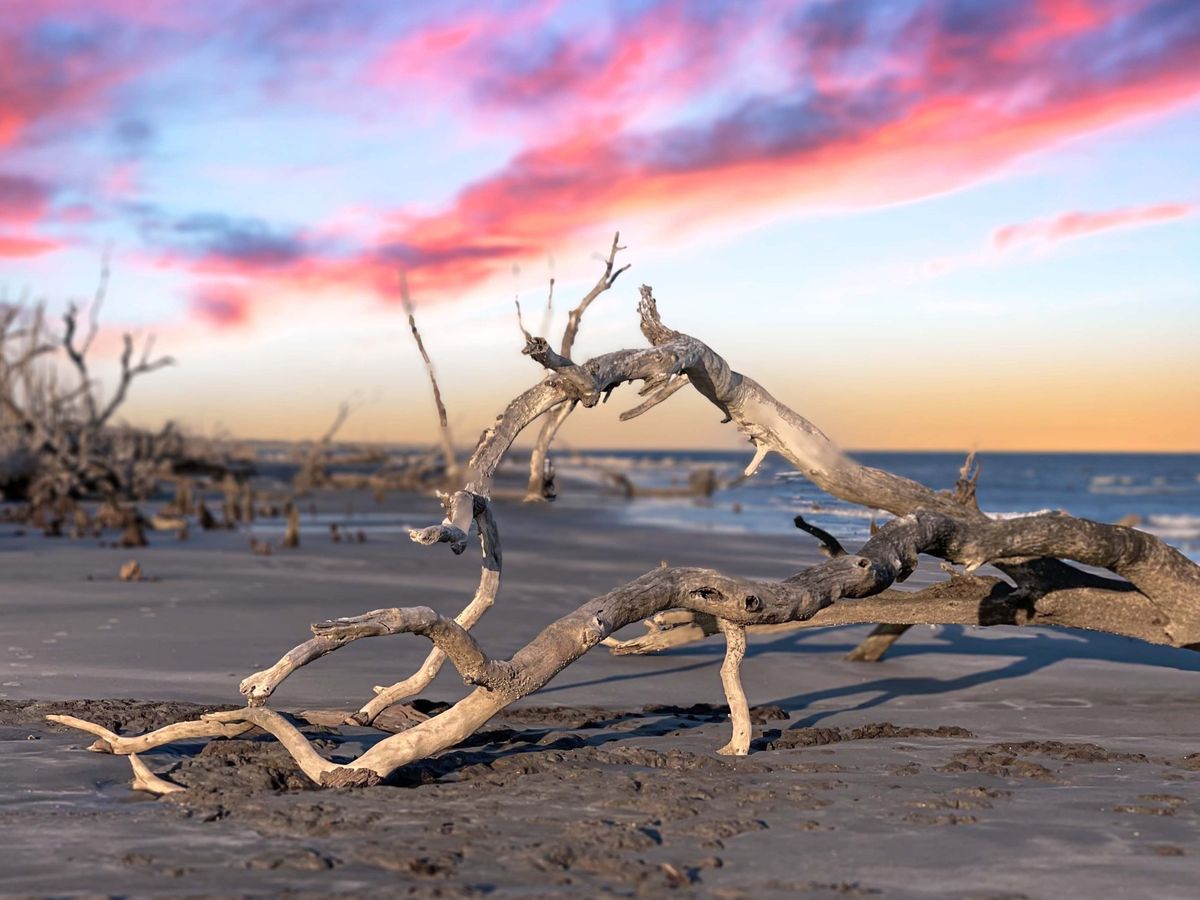 Tree Branch on Boneyard Beach Near Isle Of Palms, SC